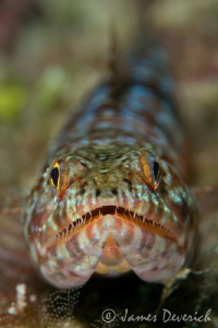 Lizard Fish by James Deverich 